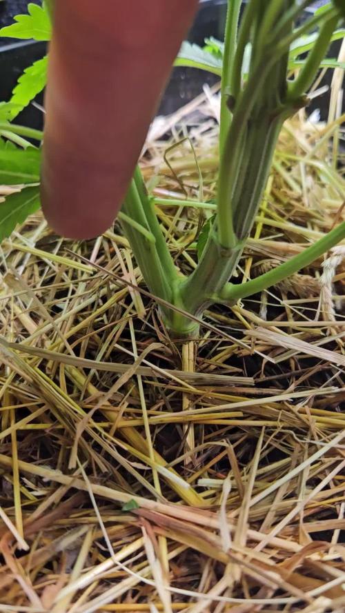 Celery Mutation - Lemon Orange