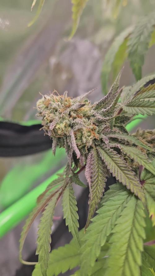 Sugar Cane - In House Genetics