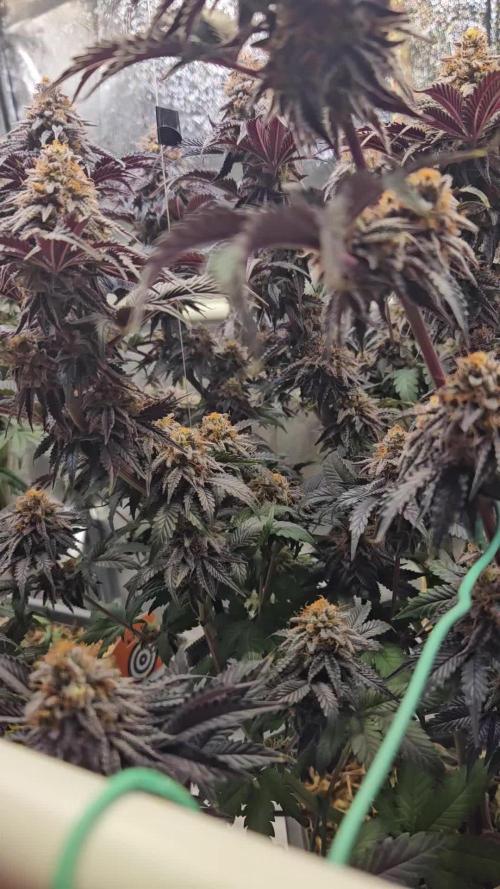 Merengon #1 - Black Tuna