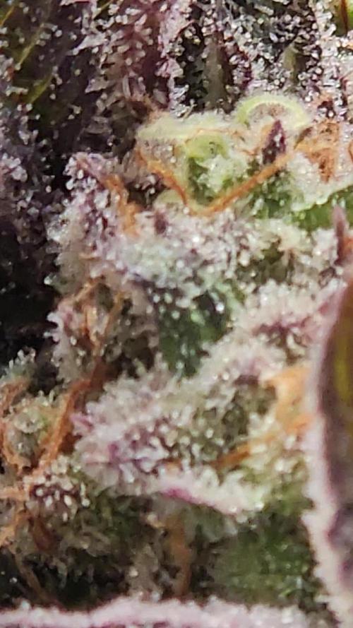 Sugar Cane - In House Genetics