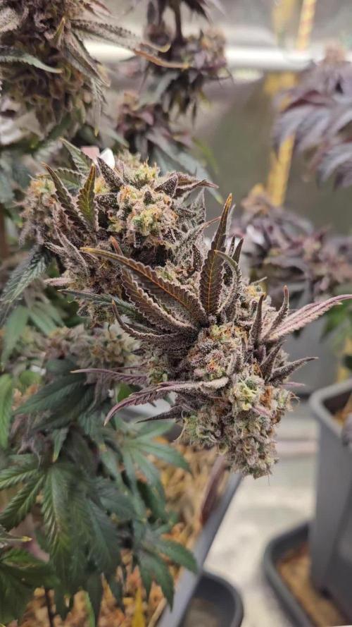 Sugar Cane - In House Genetics