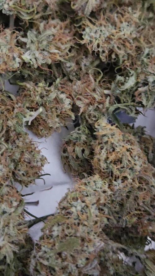 White Apricot Z - Gasstationseeds