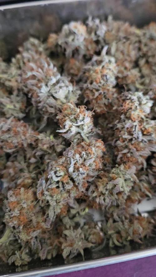 Merengon #1 - Black Tuna