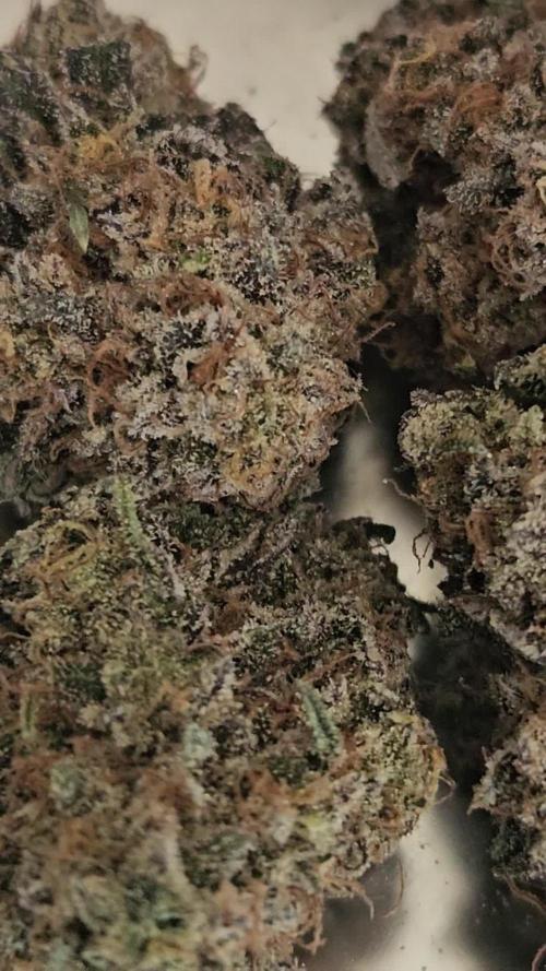 Sugar Cane #1 - In House Genetics