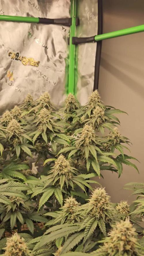 Marshmallow OG Duet