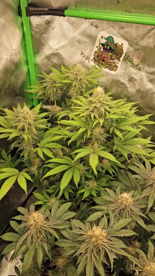 Celery Mutation - Lemon Orange