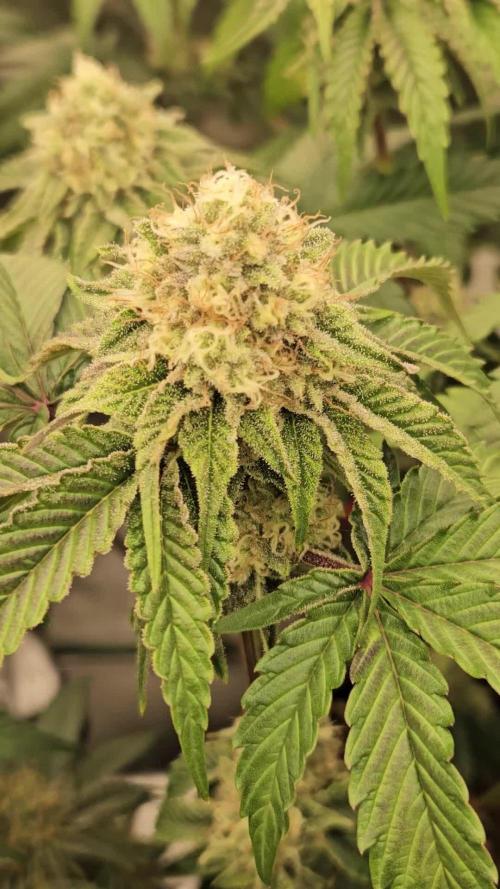 Bohemian Raspberry #1