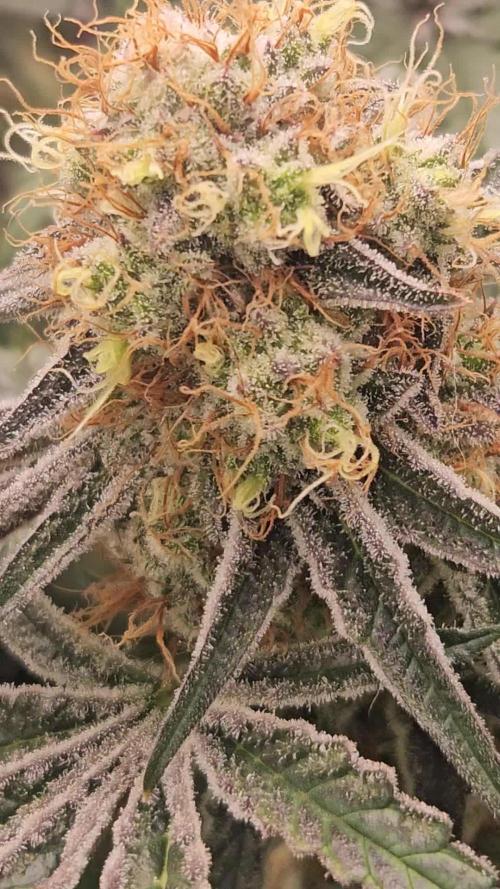 Merengon #2 -  Black Tuna Seeds