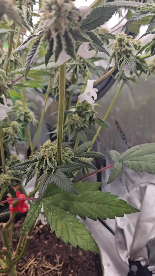 Bohemian Raspberry #1 - Dopeseeds