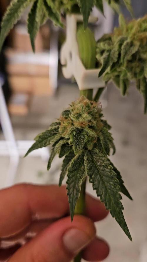 Bohemian Raspberry #1 - Dopeseeds