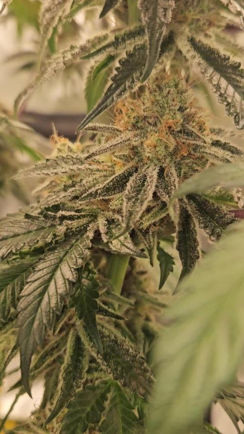 Merengon #2 -  Black Tuna Seeds