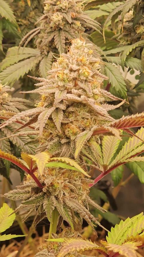 Celery Mutation - Lemon Orange