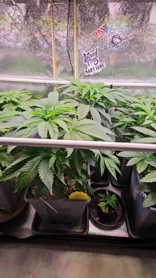 Gas Gimlet #1 & #2 - Wizard Trees