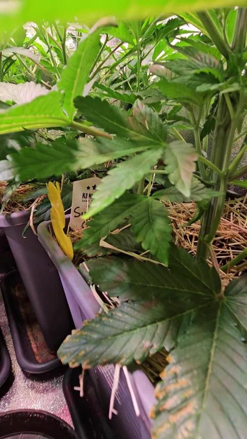 Sugar Cane #2 - In House Genetics