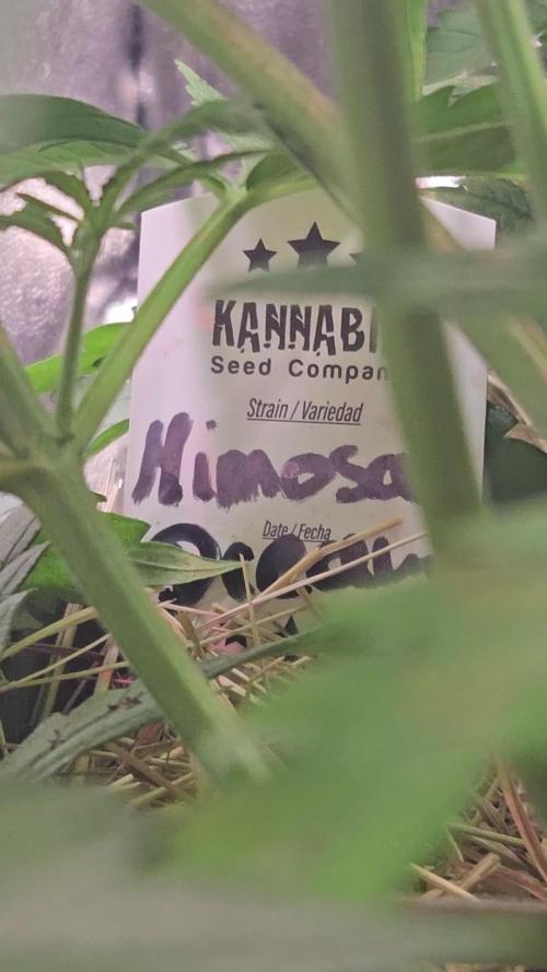 Mimosa Dream - Kannabia