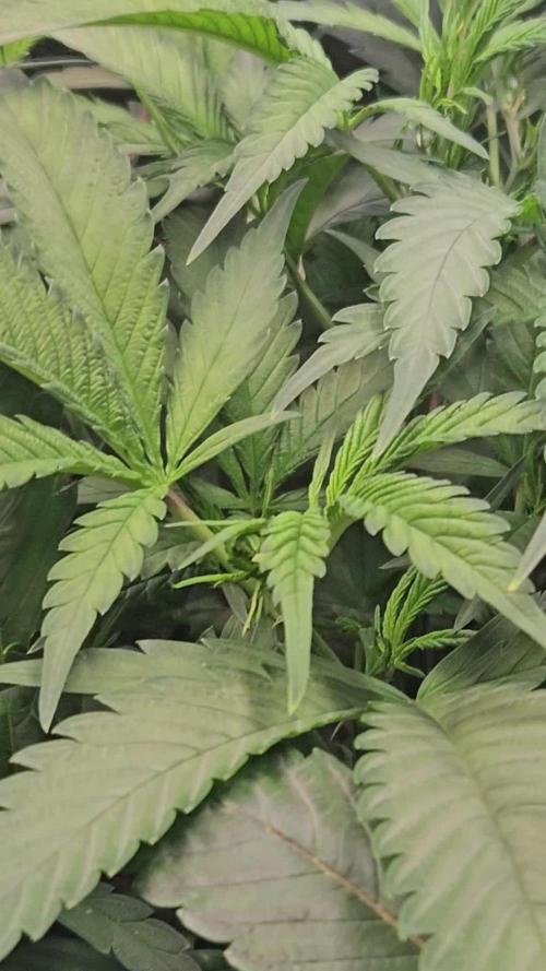 Midnight Lemonade - HNNY HMP