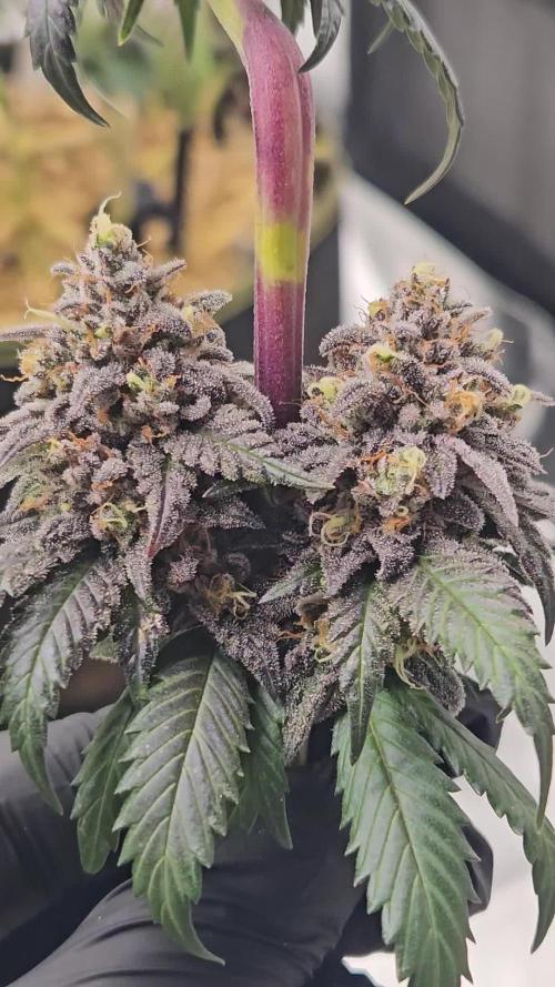 Marshmallow OG Duet