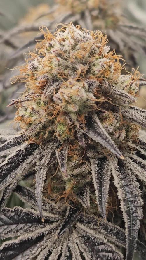 Merengon #2 -  Black Tuna Seeds