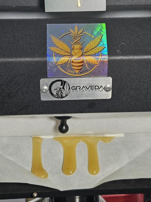 Astronaut Status #24. Week 16 - Rosin from outdoor BubbleHash