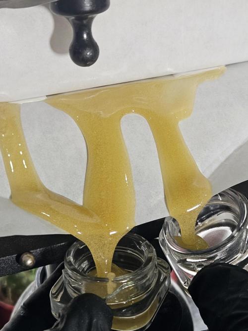 Astronaut Status #24. Week 16 - Rosin from outdoor Bubblehash