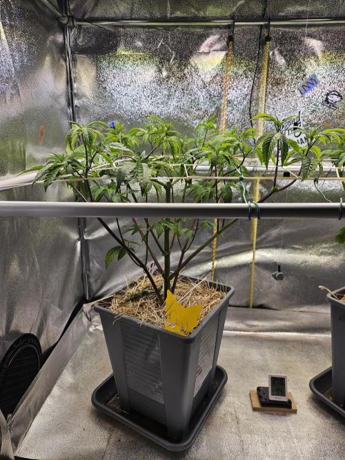 Gas Gimlet #1 & #2 - Wizard Trees. Week 7 - #1