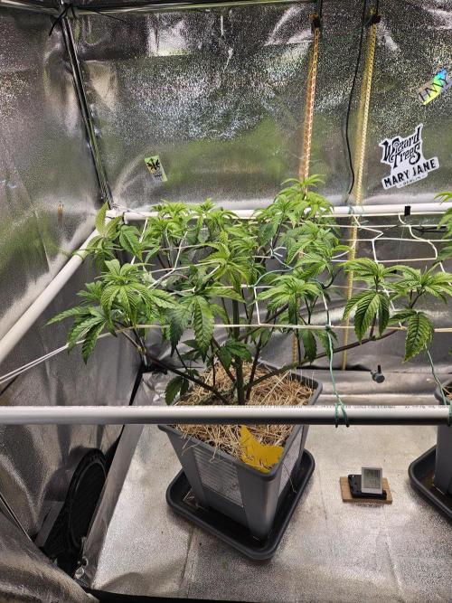 Gas Gimlet #1 & #2 - Wizard Trees. Week 7 - #1