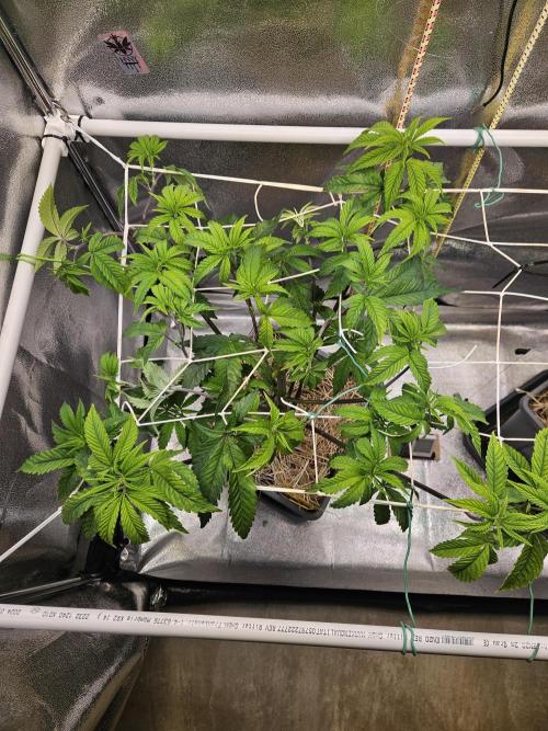 Gas Gimlet #1 & #2 - Wizard Trees. Week 7 - #1