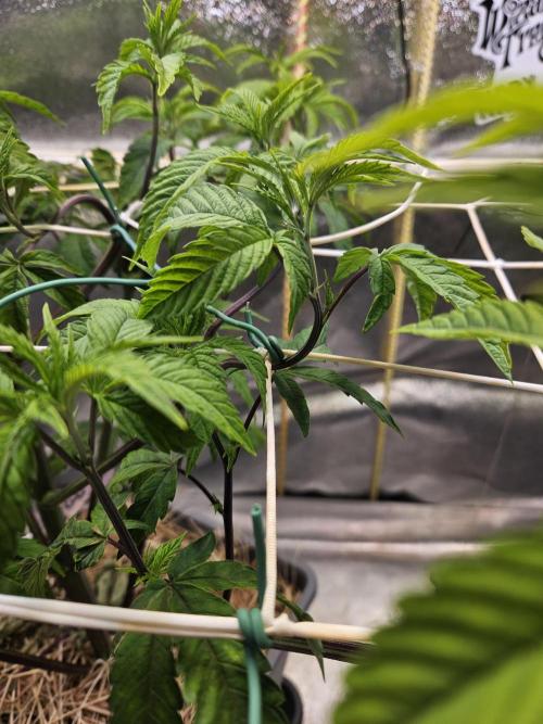 Gas Gimlet #1 & #2 - Wizard Trees. Week 7 - #1