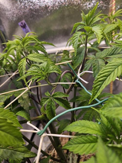 Gas Gimlet #1 & #2 - Wizard Trees. Week 7 - #1