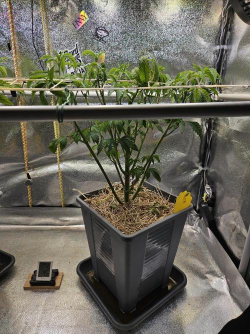 Gas Gimlet #1 & #2 - Wizard Trees. Week 7 - #2