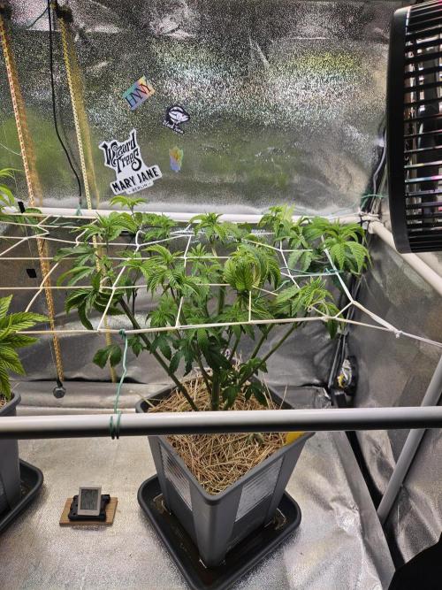 Gas Gimlet #1 & #2 - Wizard Trees. Week 7 - #2