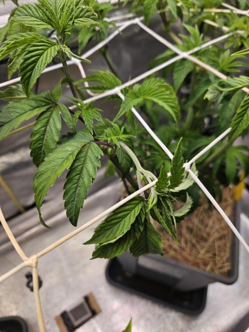 Gas Gimlet #1 & #2 - Wizard Trees. Week 7 - #2