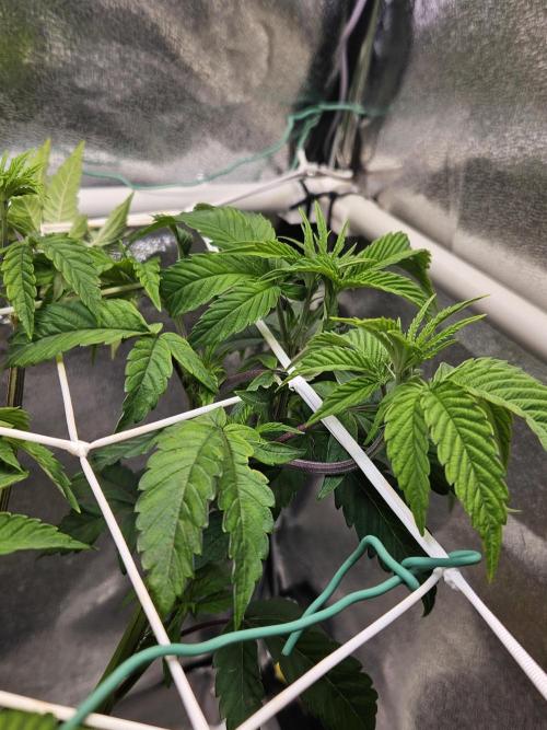 Gas Gimlet #1 & #2 - Wizard Trees. Week 7 - #2