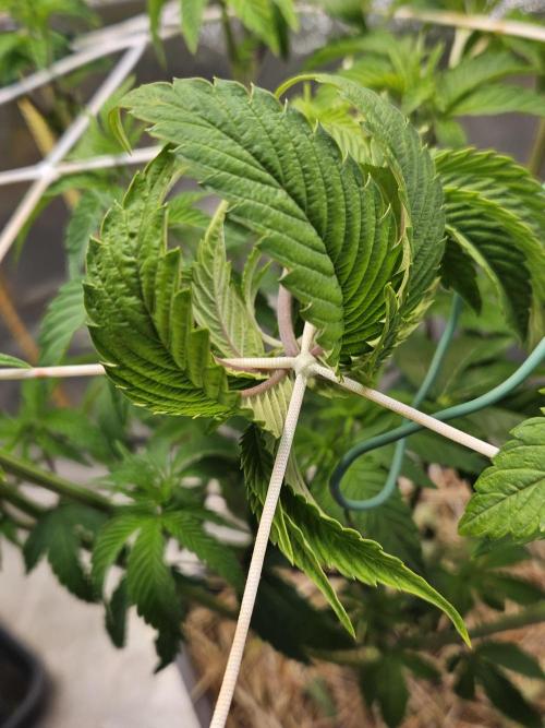 Gas Gimlet #1 & #2 - Wizard Trees. Week 7 - #2