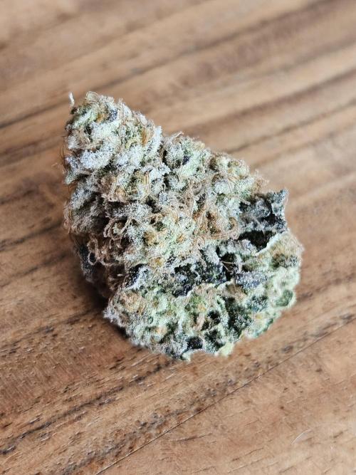 Bohemian Raspberry #1 - Dopeseeds. Week 14