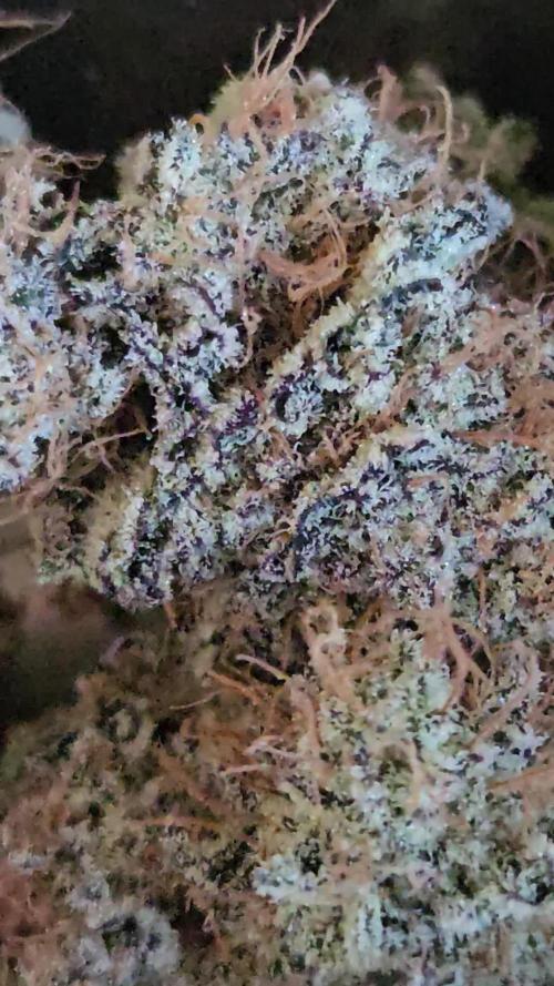 Merengon #2 - Black Tuna Seeds