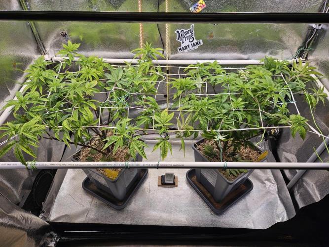 Gas Gimlet #1 & #2 - Wizard Trees. Week 8 - both