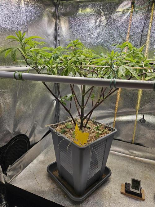 Gas Gimlet #1 & #2 - Wizard Trees. Week 8