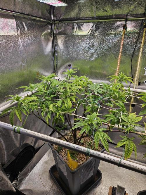 Gas Gimlet #1 & #2 - Wizard Trees. Week 8