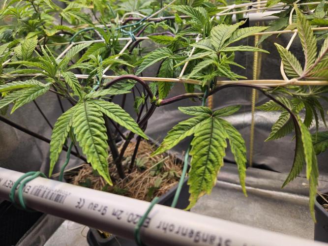 Gas Gimlet #1 & #2 - Wizard Trees. Week 8