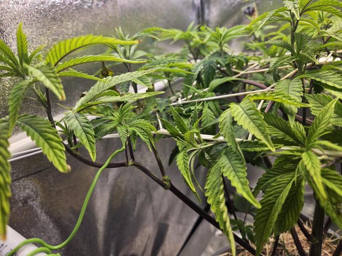 Gas Gimlet #1 & #2 - Wizard Trees. Week 8