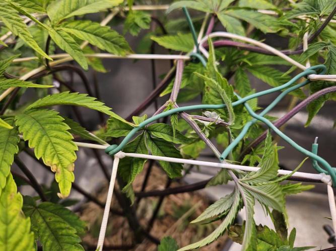 Gas Gimlet #1 & #2 - Wizard Trees. Week 8