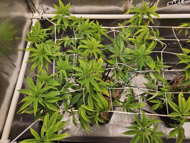 Gas Gimlet #1 & #2 - Wizard Trees. Week 8