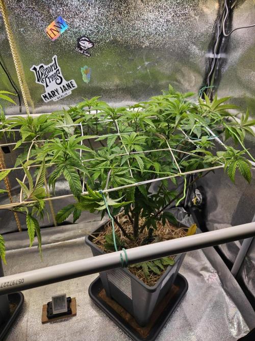 Gas Gimlet #1 & #2 - Wizard Trees. Week 8