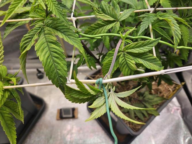 Gas Gimlet #1 & #2 - Wizard Trees. Week 8