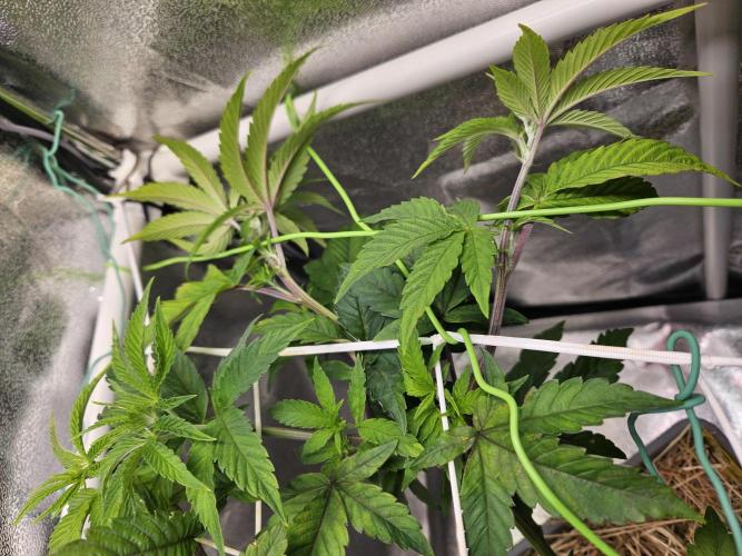 Gas Gimlet #1 & #2 - Wizard Trees. Week 8