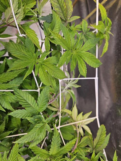 Gas Gimlet #1 & #2 - Wizard Trees. Week 8