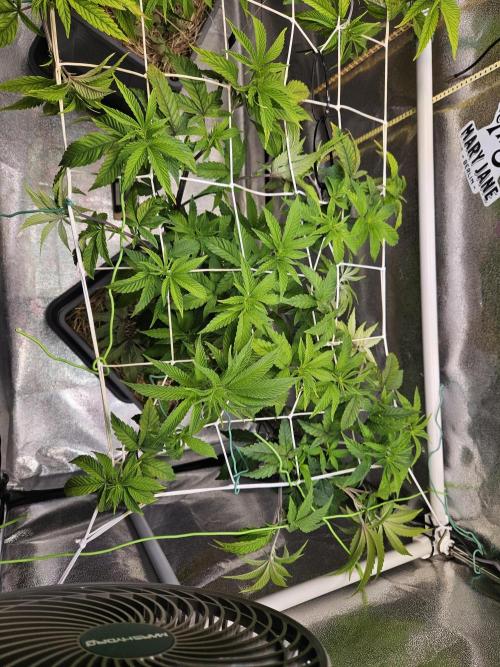 Gas Gimlet #1 & #2 - Wizard Trees. Week 8