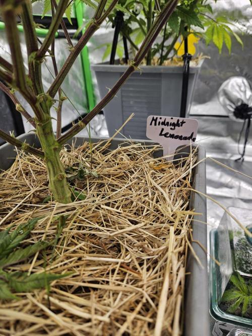 Midnight Lemonade - HNNY HMP. Week 7