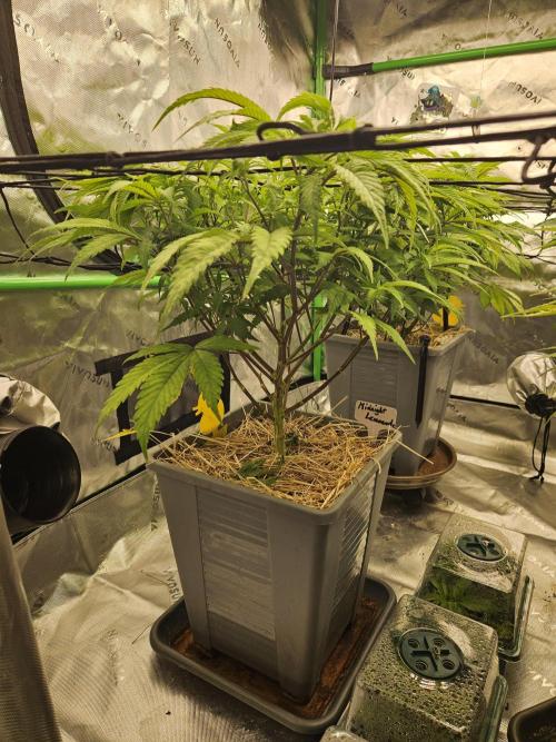 Midnight Lemonade - HNNY HMP. Week 7